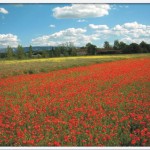 poppies